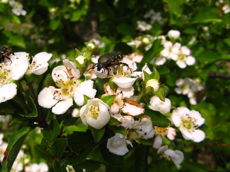 実も楽しめて トゲがある 白い花 カリスマ庭師の徒然