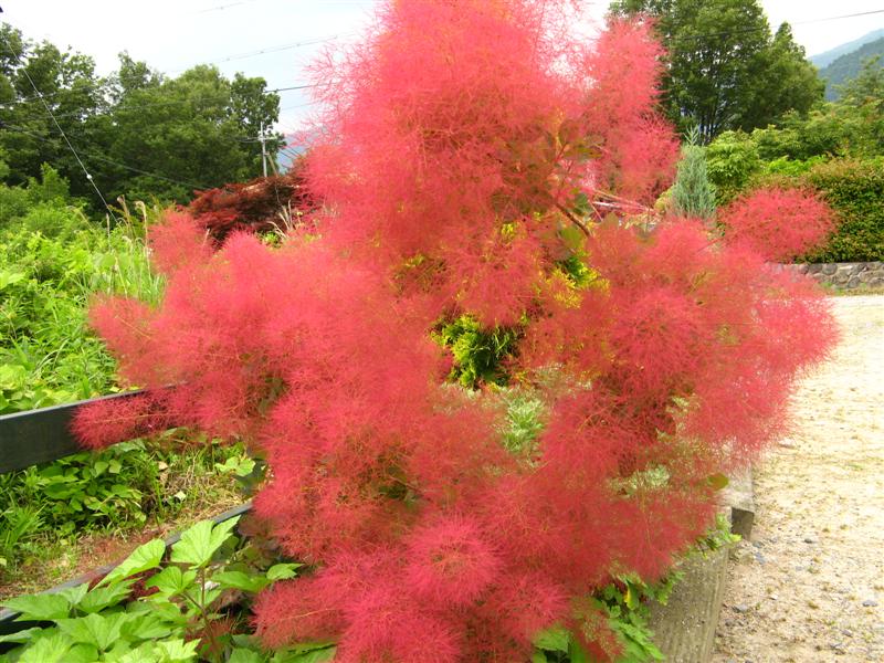 スモークツリー 種類 リトルルビー