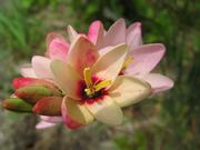 ԥ󥯡²ȡ09 (1).JPG