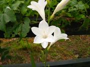 饸饹պ餭08² (1).JPG