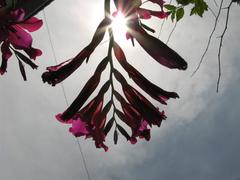 饸饹ӥ̥09 (2).JPG