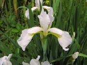 ᡡ򡡼²ȡ09 (1).JPG