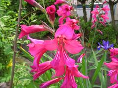 饸饹ӥ̥09 (1).JPG