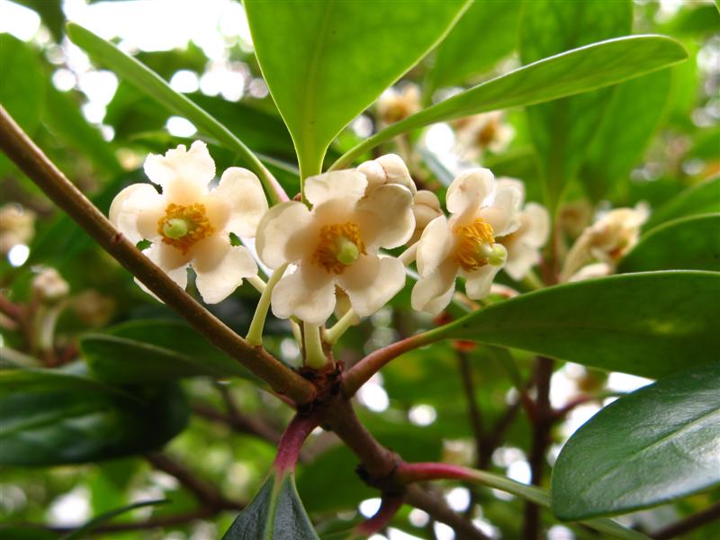 王様の花 カリスマ庭師の徒然