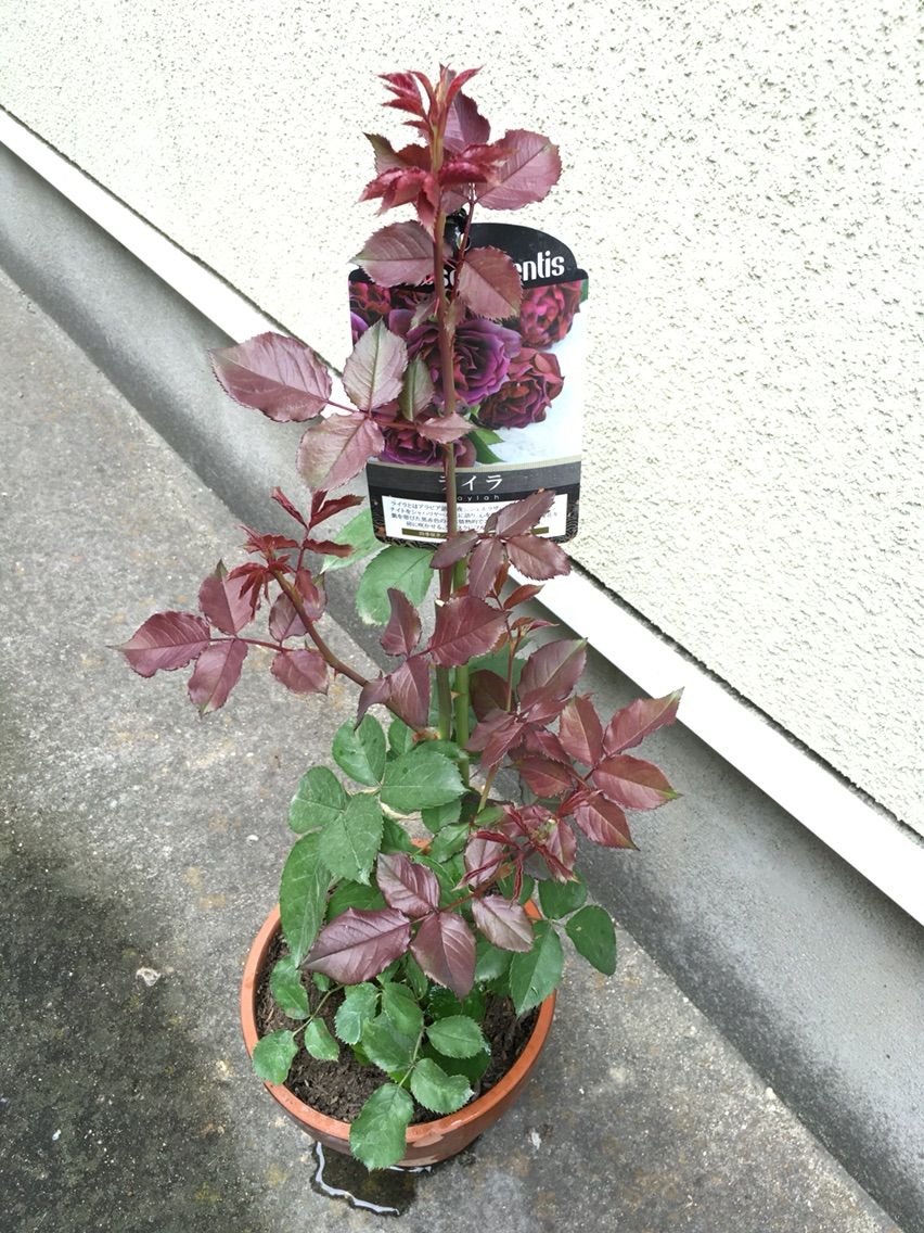 植え付け バラ ライラ ふかしの業務報告書