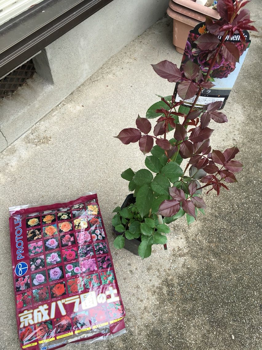 植え付け バラ ライラ ふかしの業務報告書