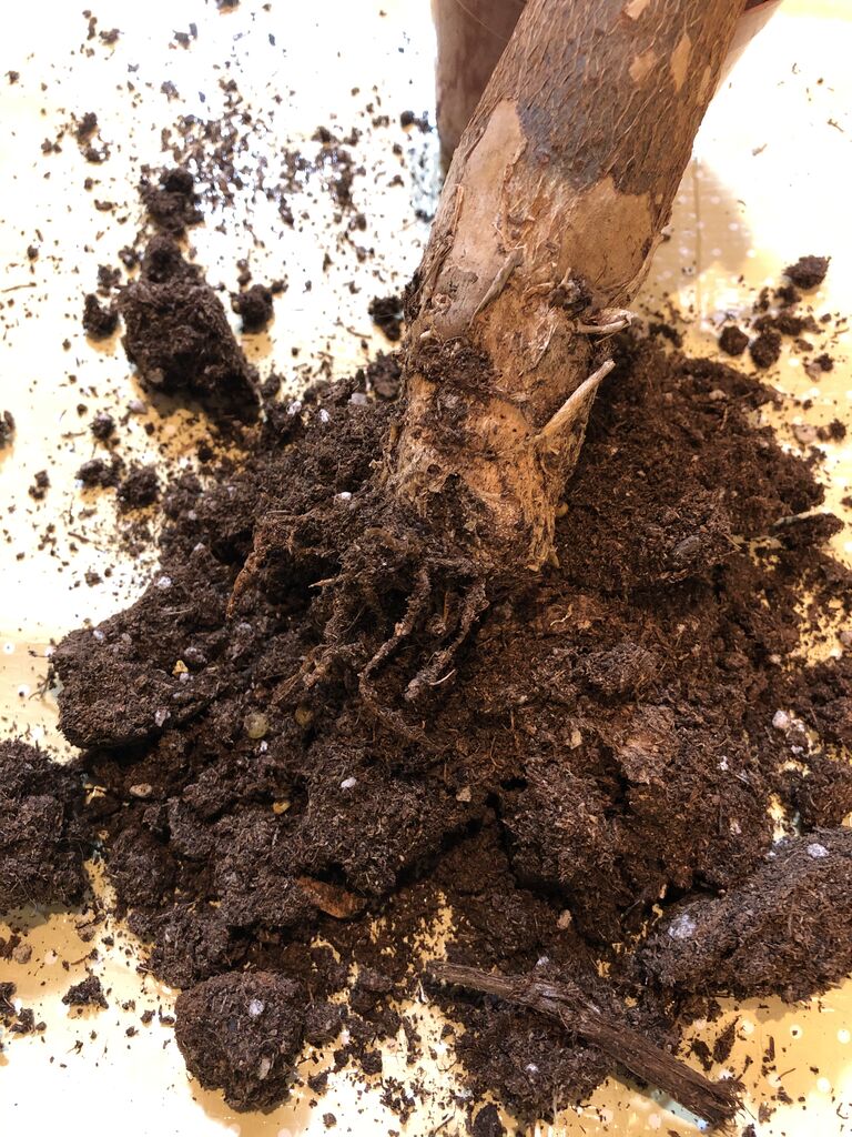 パキラ まさかの根腐れ Maronniens