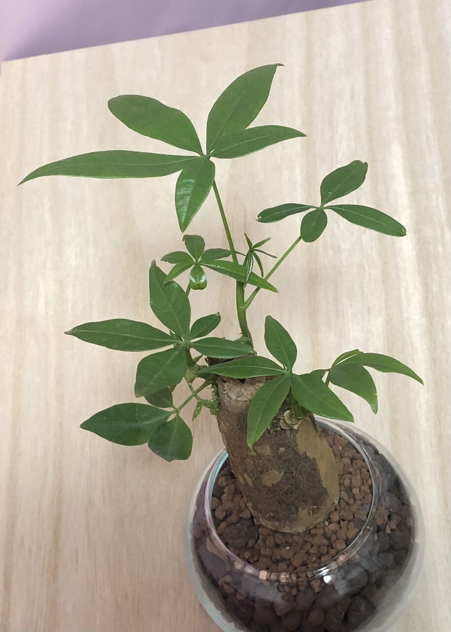 パキラ まさかの根腐れ Maronniens