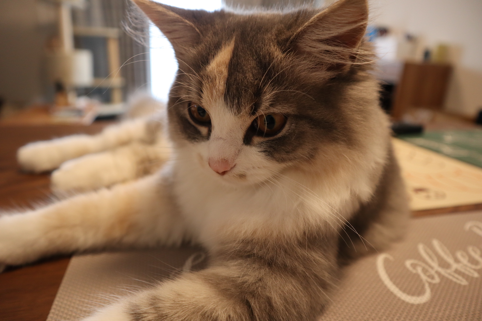 猫画像 あやめのヒゲが短くなってた原因と今 あやめとかりんと我が家の日常 猫画像 あやめのヒゲが短くなってた原因と今 あやめとかりんと我が家の日常