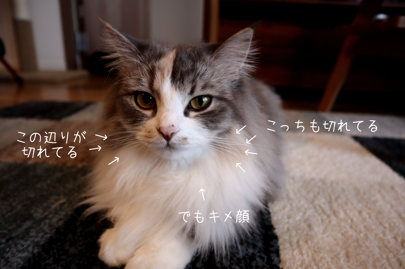 猫画像 あやめのヒゲが短くなってた原因と今 あやめとかりんと我が家の日常 猫画像 あやめのヒゲが短くなってた原因と今 あやめとかりんと我が家の日常