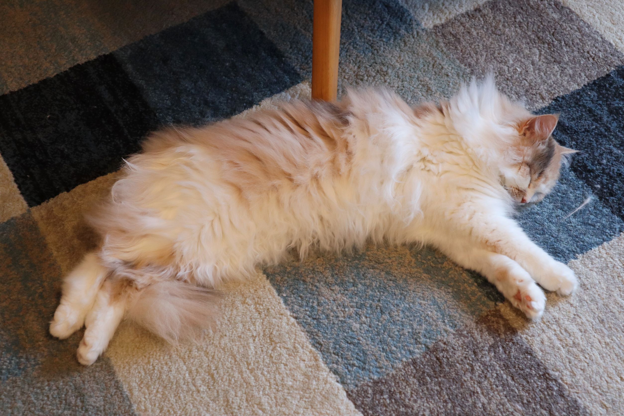 Gwはいかがでしたか 猫写真 あやめとかりんと我が家の日常 Gwはいかがでしたか 猫写真 あやめとかりんと我が家の日常
