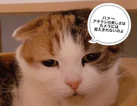 242CA765-1D6D-45F6-A3BE-71EE93AFD51B