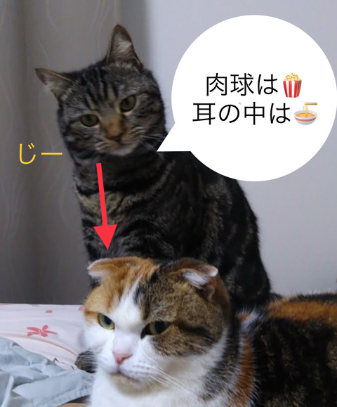 1505DCC9-7617-4245-9A04-18410F108DD8