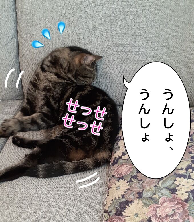 イボ : 猫の額ほどの徒然日記 - 猫 肉 球 イボ