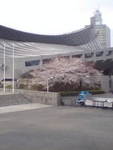 sakura2