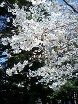 sakura1