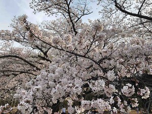 77C052D9-170B-415B-A5C0-72C2161E15A1