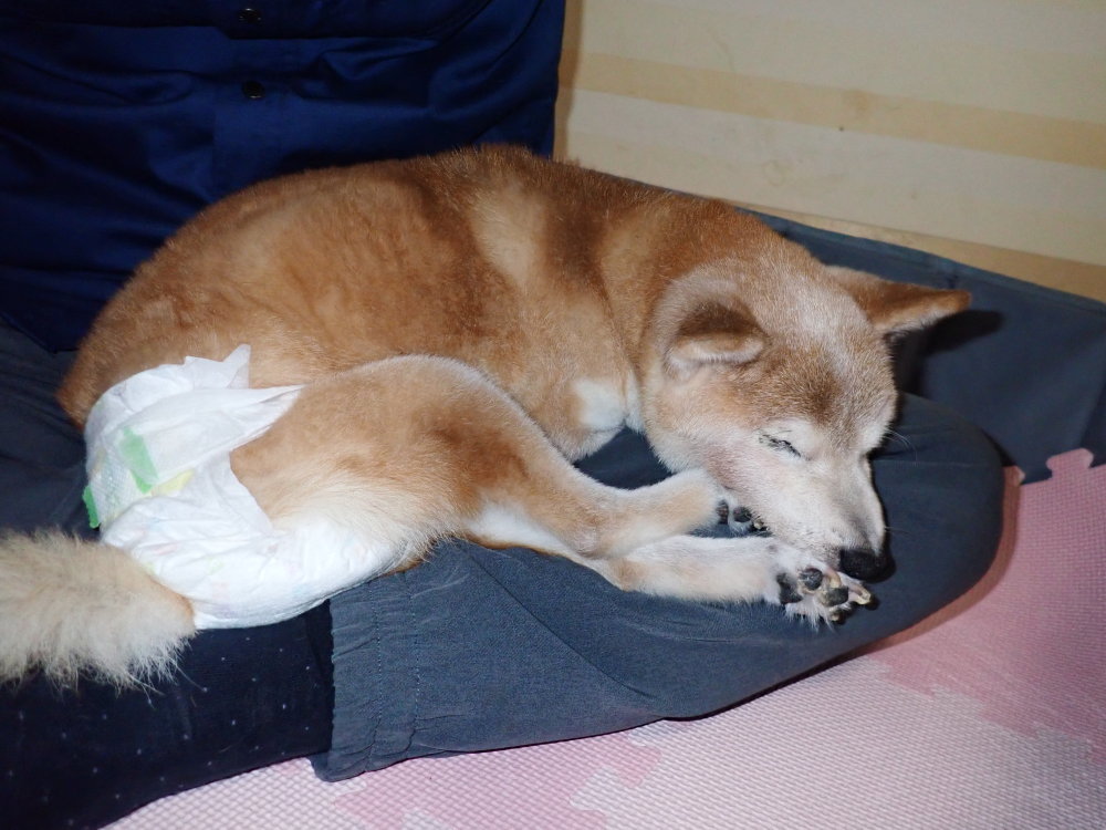 すっちゃん 17才 柴犬と暮らす山好きフライ釣人の日記 すっちゃん 17才 柴犬と暮らす山好きフライ釣人の日記