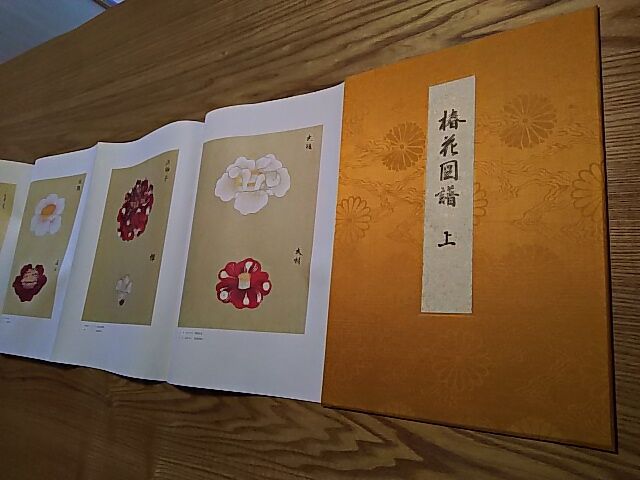 宮内庁蔵本「椿花図譜」1 : 株式会社 福箱 岩田眞理子のホームページ