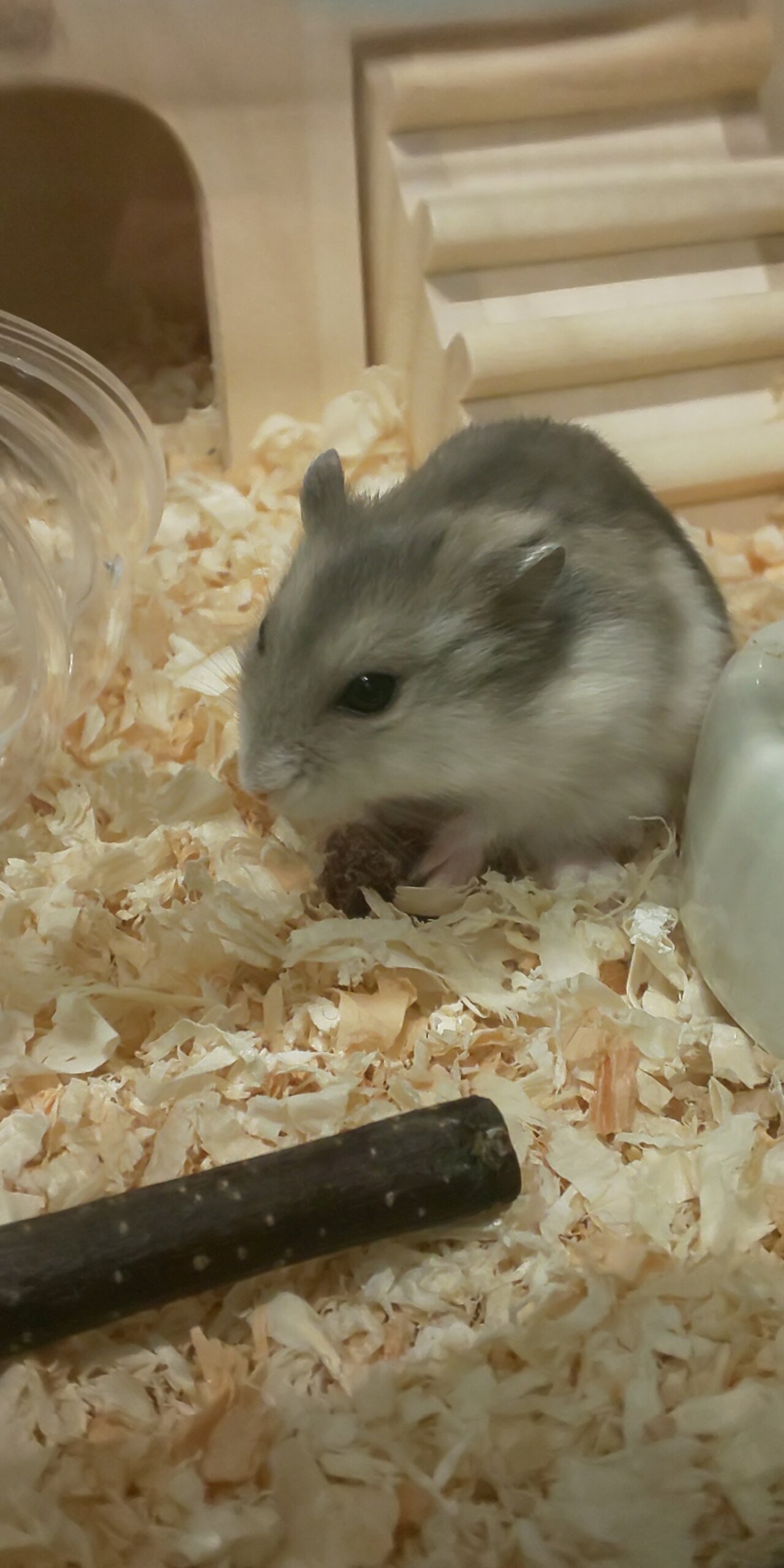 はむ紹介その はむはむはむたん ハムスター飼育ど素人だけど愛は深い主婦の日記