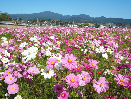 22-´³Î¦ÃÏ¥Õ¥é¥ï¡¼¥¾¡¼¥ó£Ê£Ò¥¦¥©¡¼¥¥ó¥°¡¡´ÒÁá»Ô¹âÍèÄ®PA251775