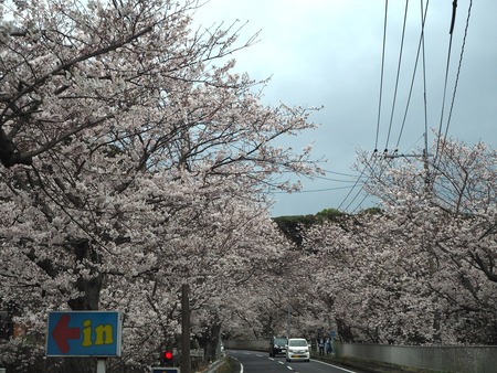 11-�����¿�ɸ�Į������Х���κ�����P3203817