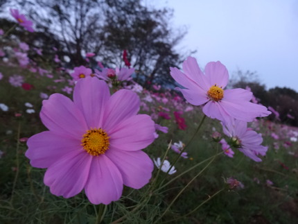 14-白木峰コスモスDSC06441