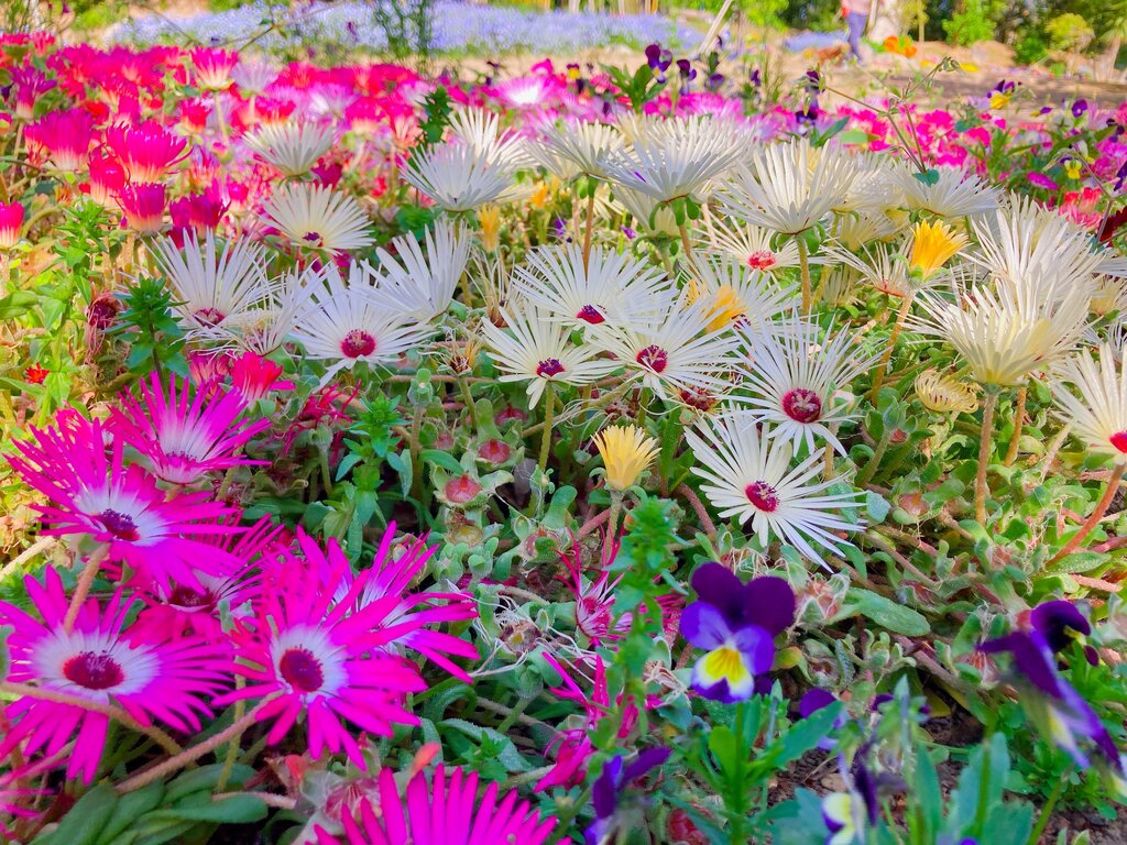 やっと見つけた！色とりどりの秘境の花園！！（雲仙市吾妻町） : 長崎