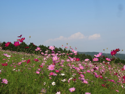 諫早湾干拓 長崎 諫早市民 ふくちゃんの食う 寝る 遊ぶ日記