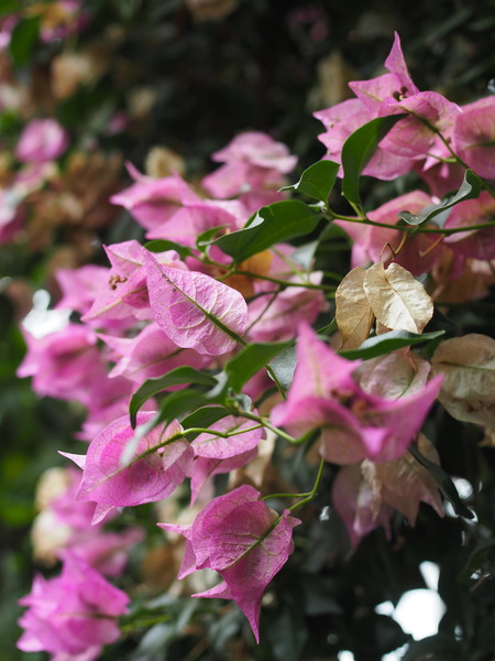 2024.07.02 大村市 長崎スコーコーヒーパークP1010740