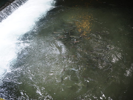 13-������项��Į����ޤ��ΤP8220357