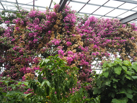 2024.07.02 大村市 長崎スコーコーヒーパークP1010749