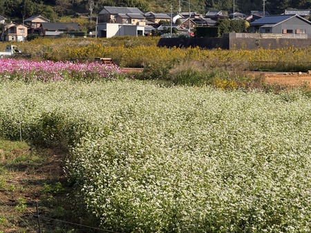 ����Į�ķ�Υ����⥹Ȫ�������β�IMG_1344