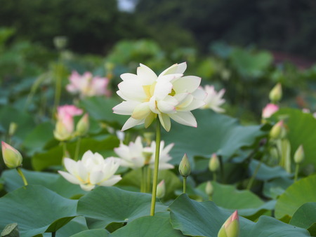 唐比ハス園の双頭蓮P1010007
