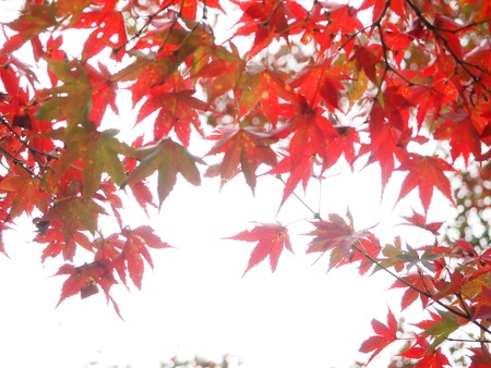 2024.11.22 多久市 西渓公園PB170056