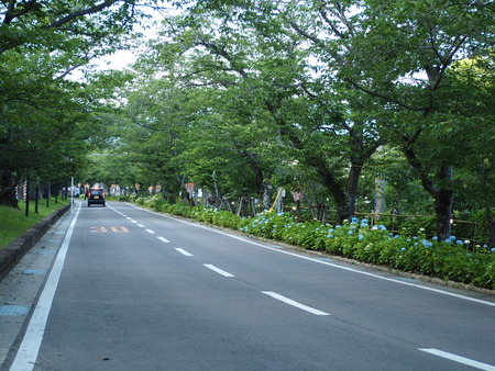 2021.05.25 大村公園 菖蒲P5232458