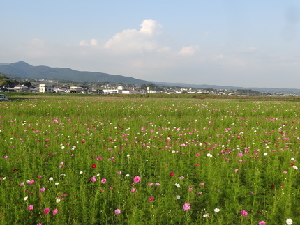 13-�����Ѵ��󥳥��⥹DSC05569