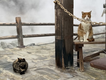雲仙地獄 猫IMG_4345