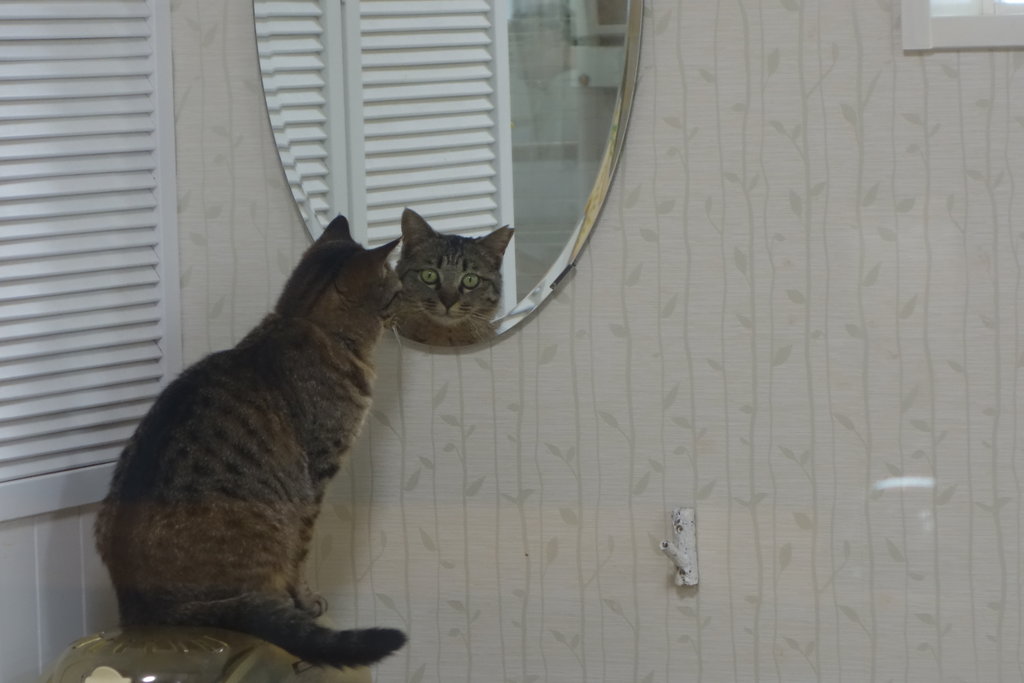 保護猫カフェにリニューアル マッターホルンsa かわたにゃんず 東彼杵郡川棚町 長崎 諫早市民 ふくちゃんの食う 寝る 遊ぶ日記 保護猫カフェにリニューアル マッターホルンsa かわたにゃんず 東彼杵郡川棚町 長崎 諫早市民 ふくちゃんの食う 寝る 遊ぶ日記