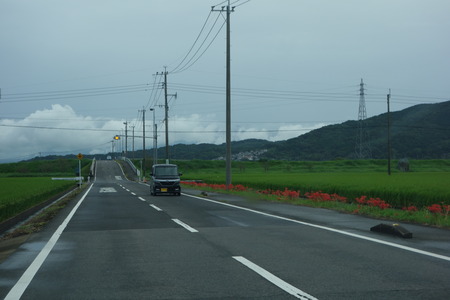 1-彼岸花DSC03795