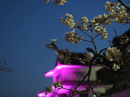 2023.03.26 大村市 大村公園P1010468
