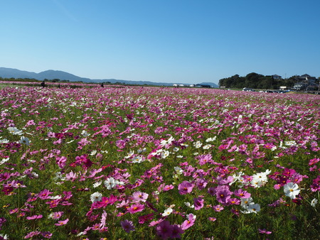 23-´³Î¦ÃÏ¥Õ¥é¥ï¡¼¥¾¡¼¥ó£Ê£Ò¥¦¥©¡¼¥¥ó¥°¡¡´ÒÁá»Ô¹âÍèÄ®PA251794