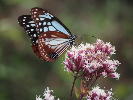 ���ޤФ��ĥ���ָ��ࡡ�������ޥ���PB021413