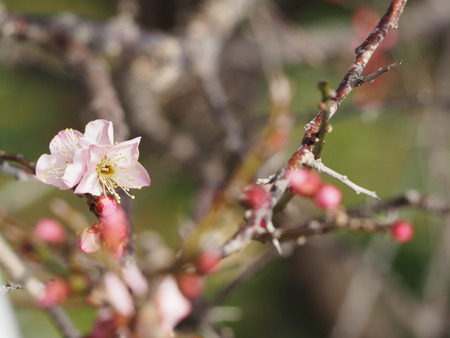 2023.02.15 長崎市松原町 原種梅林 虎馬園P1016056