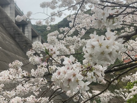 2024.03.31 西山下流ダム公園IMG_7869