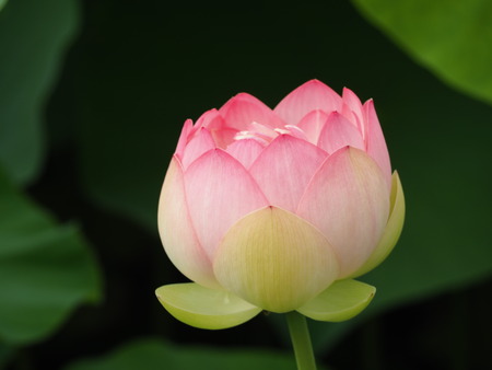 2021.06.18 ԡϥP6174253