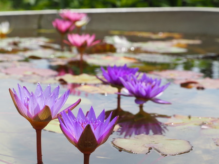 2022.05.31 ����Կ���Į������ϥ���P5291096