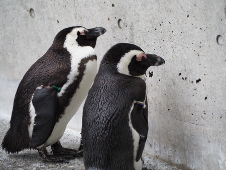 Ĺ��ԡ�Ĺ��ڥ󥮥��²��P2142075