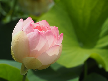 2023.06.10������Կ���Į������ϥ��ࡡ��¦P1019632