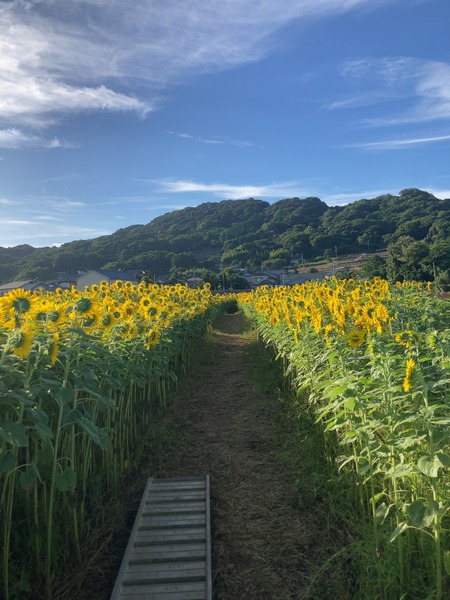 2025.07.25 雲仙市南串山ひまわりIMG_7957